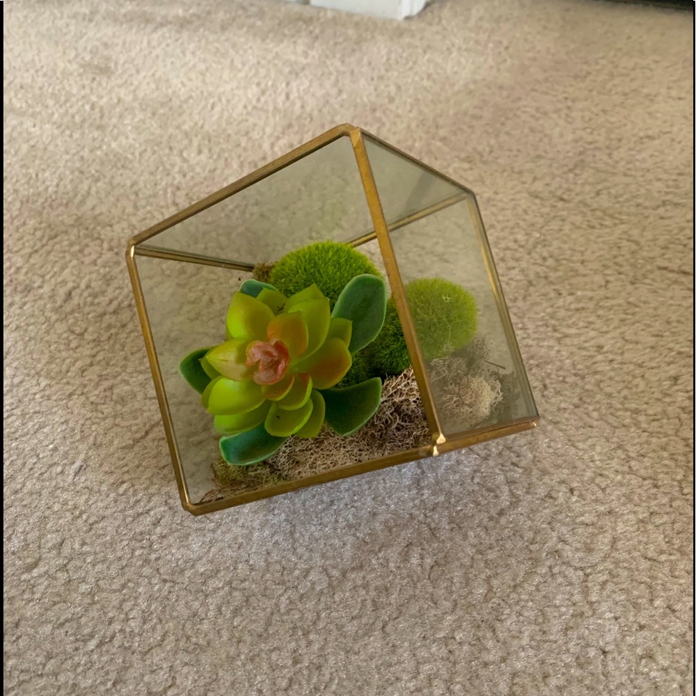 Glass with gold trim terrarium